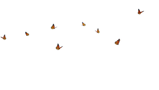Isolated group of monarch butterflies in graceful flight, vibrant orange and black wings