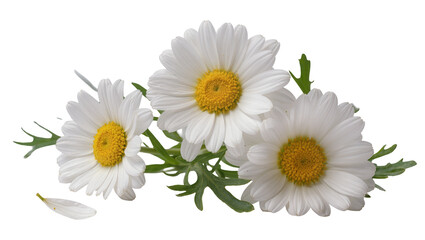 Fototapeta premium Isolated beautiful vibrant daisies, a small bunch with green foliage and a delicate fallen petal