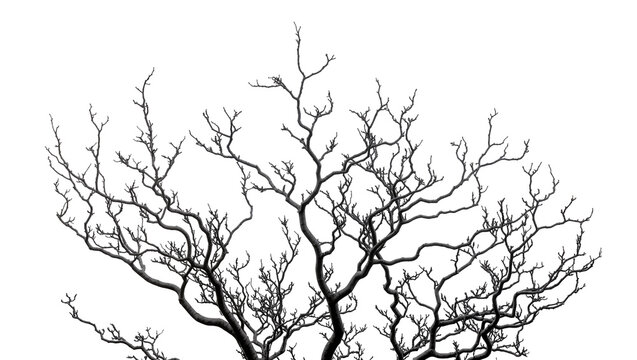 Isolated intricate pattern of dark bare tree branches, a natural winter silhouette element