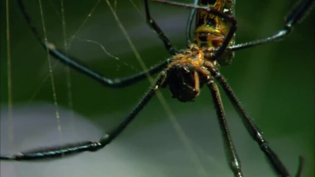 Extreme Close Up Portrait of Venomous Golden Orb Web Spider, Natural Habitat, Slow Motion