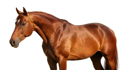 Fototapeta premium Isolated stunning chestnut horse in perfect pose, an elegant equine animal portrait