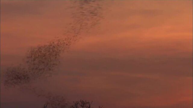 Cinematic Low Angle Shot of Massive Bat Colony Flying in the Evening Sky, Halloween Concept