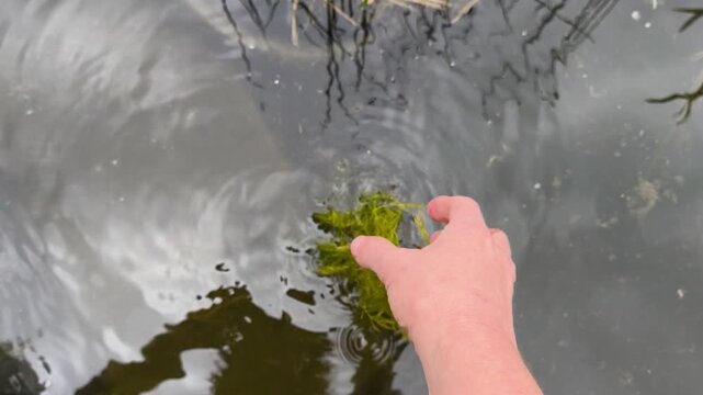 Adding Hornwort (Ceratophyllum demersum) to a Natural Garden Pond
