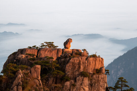 View of the Monkey Gaping at the Sea rock formation on a granite peak surrounded by ancient pine trees and a misty sea of clouds at sunrise Huangshan, Anhui, China.