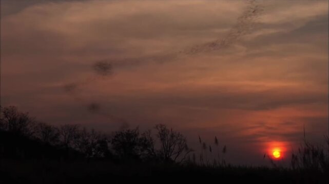 Spectacular Wildlife View of Thousands of Bats Swarming and Filling the Sky at Dusk
