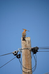 Eurasian Hoopoe on Wooden Pole © Vida Lenta