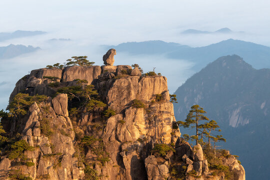 View of the Monkey Gaping at the Sea rock formation on a granite peak surrounded by ancient pine trees and a misty sea of clouds at sunrise Huangshan, Anhui, China.