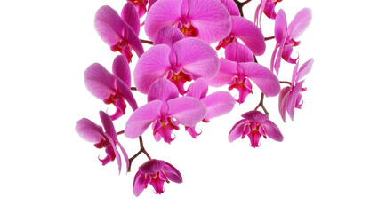 Isolated vibrant pink Phalaenopsis orchid flowers blooming on an elegant curved branch
