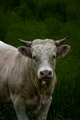 Obraz premium Cream-Colored Cow Looking at the Camera