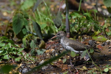 Obraz premium Spotted Sandpiper