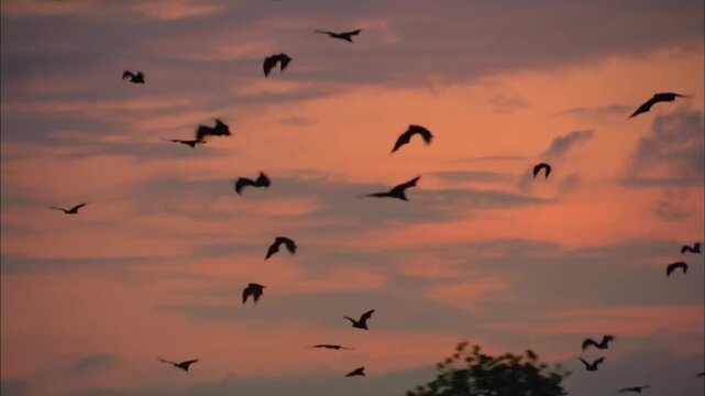 Thousands of bats are fill the sky