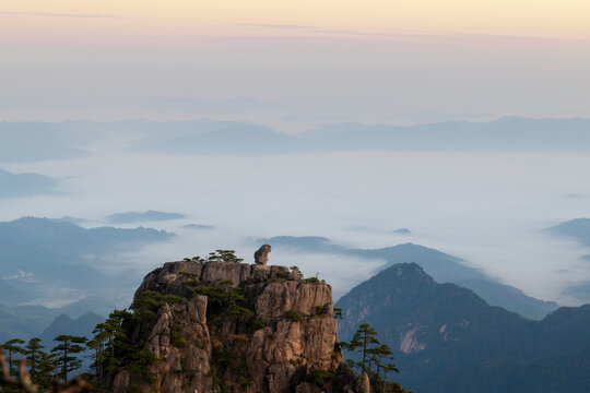 View of the Monkey Gaping at the Sea rock formation on a granite peak surrounded by ancient pine trees and a misty sea of clouds at sunrise Huangshan, Anhui, China.