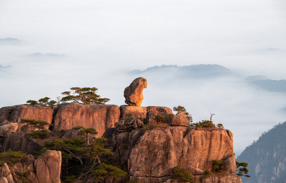 View of the Monkey Gaping at the Sea rock formation on a granite peak surrounded by ancient pine trees and a misty sea of clouds at sunrise Huangshan, Anhui, China.
