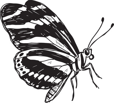 Zebra Longwing Butterfly Hand Drawn Sketch Vector Illustration, Black and White Heliconius Charithonia Insect Drawing, Vintage Engraving Art