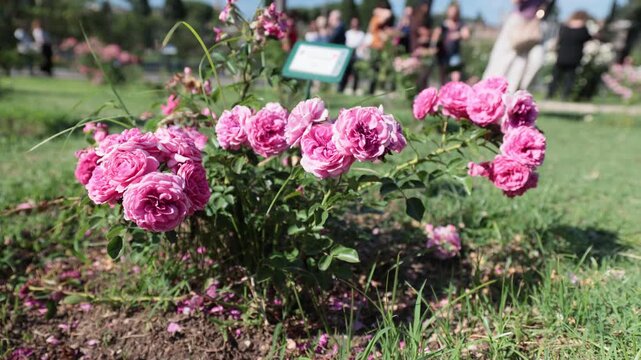 A lush bush of pink roses in full bloom, growing inside the public park of the Municipal Rose Garden on the Aventine Hill on a bright sunny day.