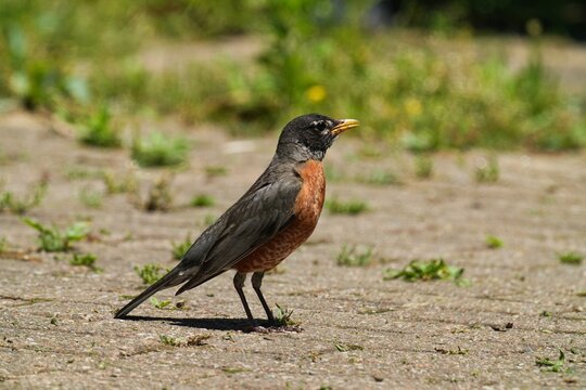 American robin in a spring meadow at Liberty State Park in Jersey City.