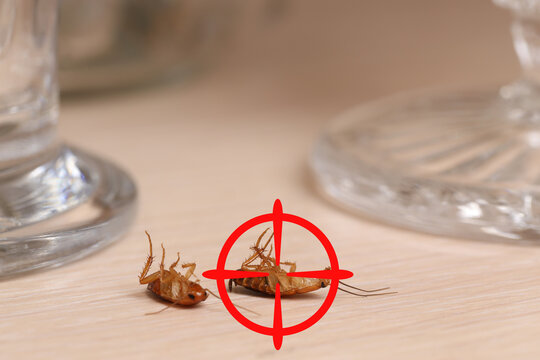 Cockroach with red target symbol on table, closeup. Pest control