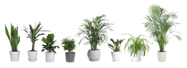 Different house plants in pots isolated on white, set © New Africa