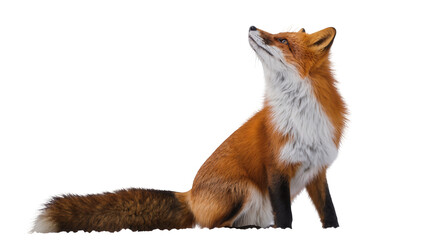 Naklejka premium Isolated red fox looking up with curiosity, sitting in profile, detailed fur texture