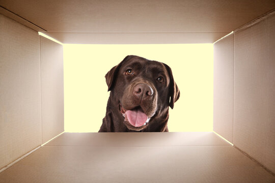 Curious dog looking into cardboard box, view from inside package