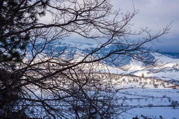 Fototapeta premium Trees In Winter