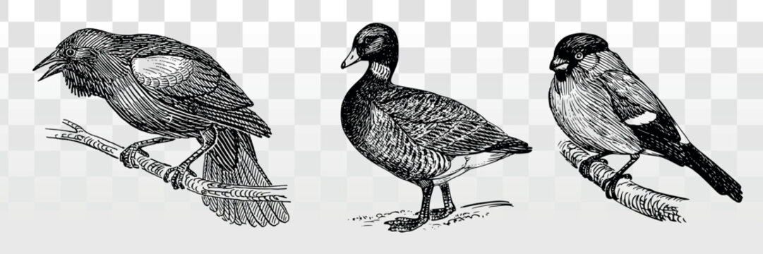 Vector illustration of three detailed birds on branches, in black and white.
