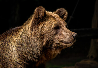 brown bear cub © Juanjo
