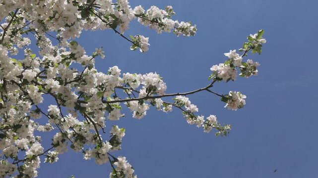 Blooming apple tree against a blue sky on a sunny spring day. Slow motion looking up dolly out view of white fruit tree blossoms with bees collecting pollen among fresh flowering branches.