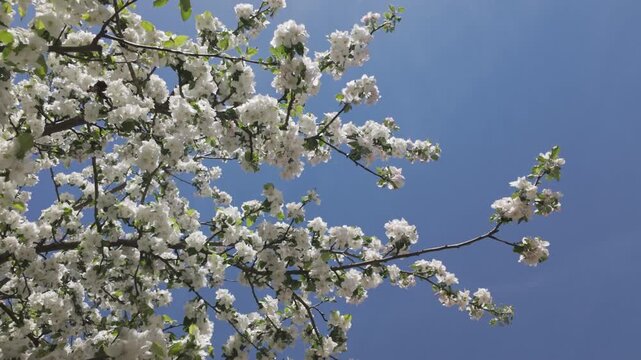 Blooming apple tree against a blue sky on a sunny spring day. Real time looking up view of white fruit tree blossoms with bees collecting pollen among fresh flowering branches.