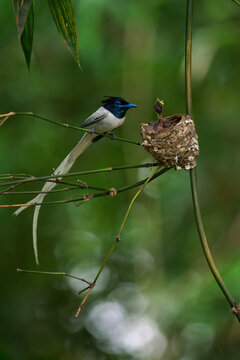 View of an Asian Paradise Flycatcher perched on a bamboo branch beside its nest with hungry chicks in a lush green forest in Joypurhat, Rajshahi Division, Bangladesh.
