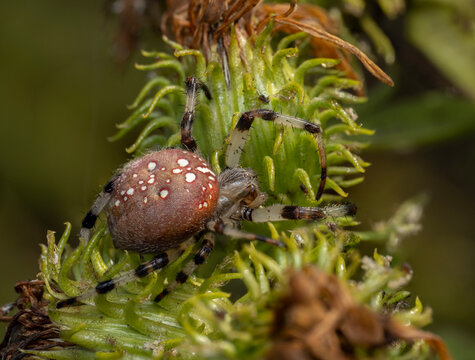 stck 082425 female shamrock orbweaver spider, Araneus trifolium, cECP 2025