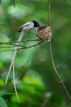 View of an Asian Paradise Flycatcher feeding its chicks in a nest on a bamboo branch surrounded by lush green foliage in Joypurhat, Rajshahi Division, Bangladesh.