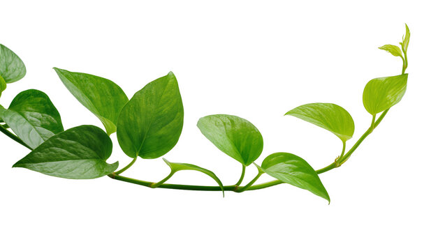 Isolated vibrant green Pothos plant vine with lush heart-shaped leaves and delicate new growth