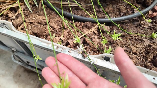 Spider Plant (Chlorophytum comosum) Growing in a Subtropical Greenhouse