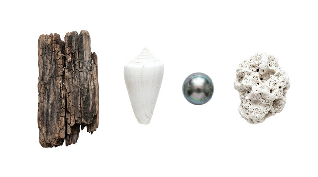 Marine collage set featuring driftwood, white cone shell, black pearl, and coral on a transparent background