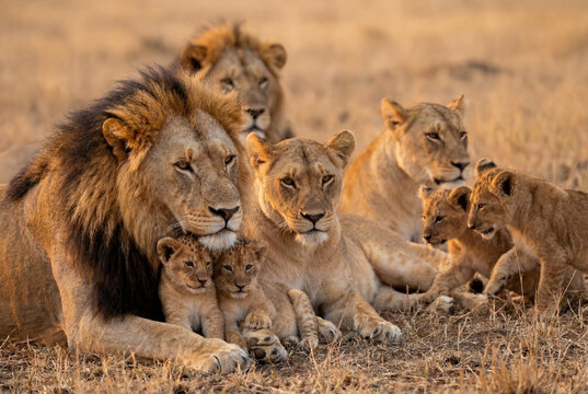 Lions in the savannah. Animal family. Love 