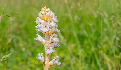 Orobanche crenata is a wild plant that grows naturally in suitable habitats. © selim