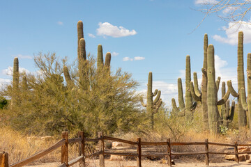 Fototapeta premium Landscape Riparian Preserve at Water Ranch. Gilbert. Arizona. Spring.