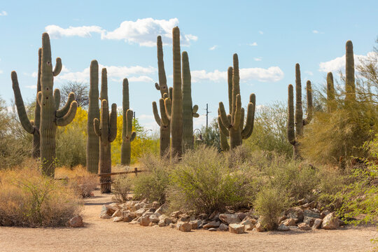 Landscape Riparian Preserve at Water Ranch. Gilbert. Arizona. Spring.