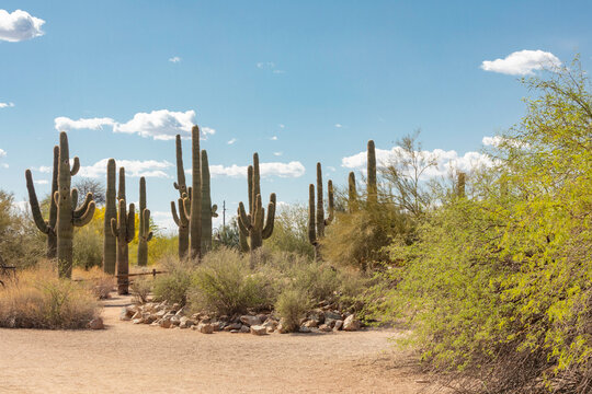 Landscape Riparian Preserve at Water Ranch. Gilbert. Arizona. Spring.