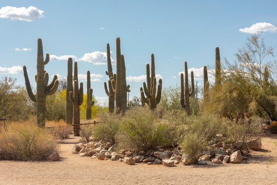 Landscape Riparian Preserve at Water Ranch. Gilbert. Arizona. Spring.
