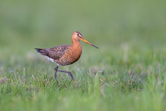 uferschnepfe limosa black-tailed godwit