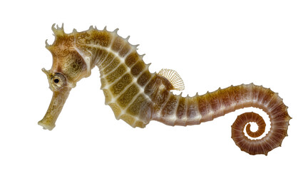 Isolated seahorse with textured skin and graceful curled tail, an exquisite marine animal © Gabriel