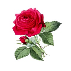 Fototapeta premium Vintage Victorian watercolor illustration of a deep crimson rose in full bloom with a single closed bud on a thorny stem and green foliage. White background.