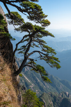 View of a gnarled pine tree growing from a steep granite cliff overlooking misty mountain peaks and valleys in Huangshan City, Anhui, China.
