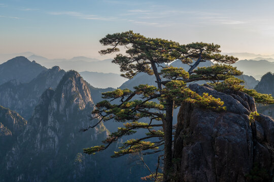 View of a solitary pine tree growing on a rocky cliff with the misty granite peaks of the Yellow Mountains in the background Huangshan City, Anhui, China.