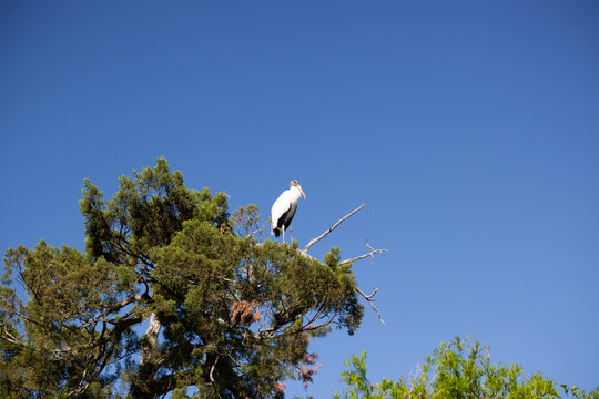Wood Stork in nature
