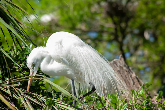 Snowy Egret in a tree