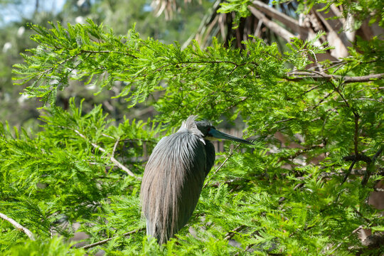 Try colored Heron in a tree