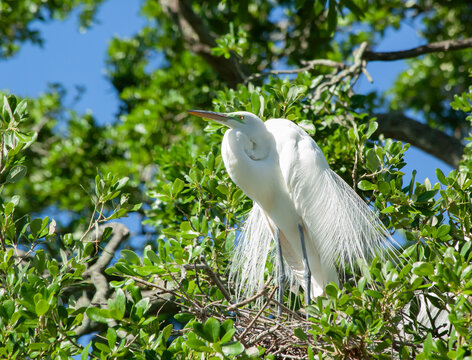 Snowy Egret in a tree